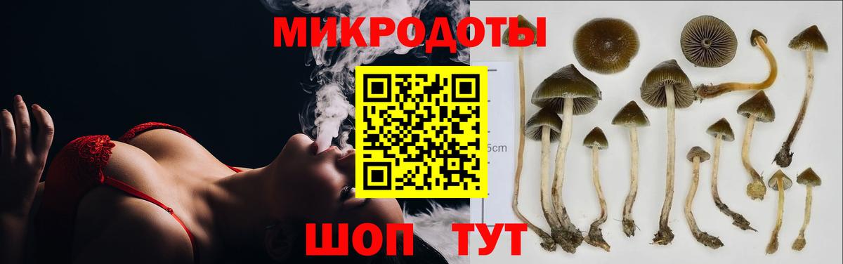 Галлюциногенные грибы Psilocybe  Полысаево 